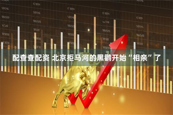 配查查配资 北京拒马河的黑鹳开始“相亲”了
