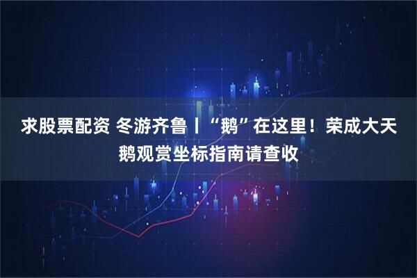 求股票配资 冬游齐鲁丨“鹅”在这里！荣成大天鹅观赏坐标指南请查收